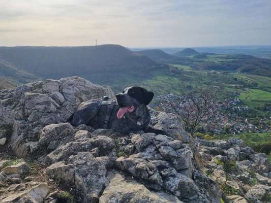 Hundetreffen-Gassi gehen / spielen-Bild