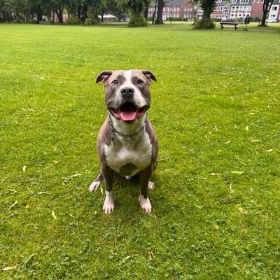 Hundetreffen-Spielpartnerin gesucht-Bild