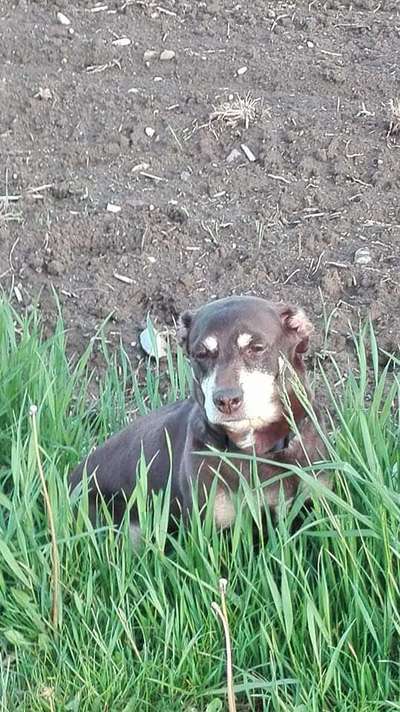 Unsere Fellnasen im Regenbogenland-Beitrag-Bild