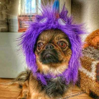 Welche Hunderasse-Beitrag-Bild