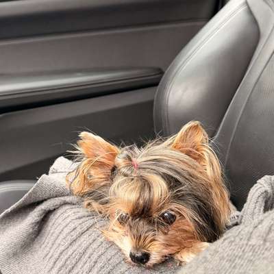 Hundetreffen-Ruhige kleine Hunde( gerne ältere)-Bild