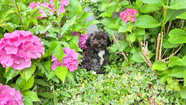 Die Dogorama Kalender Challenge 4/4-Beitrag-Bild