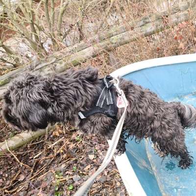 Hundetreffen-Gassi- / Spielrunde in und um Kulmbach-Bild