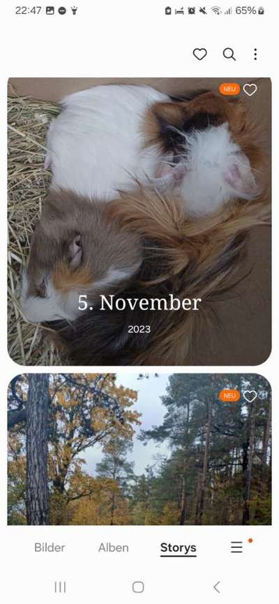 TierschutzhundeStammtisch🐕-Beitrag-Bild