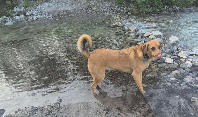 TierschutzhundeStammtisch🐕-Beitrag-Bild