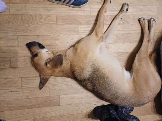 TierschutzhundeStammtisch🐕-Beitrag-Bild