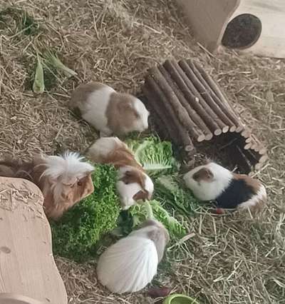 TierschutzhundeStammtisch🐕-Beitrag-Bild