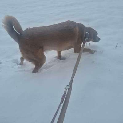 TierschutzhundeStammtisch🐕-Beitrag-Bild