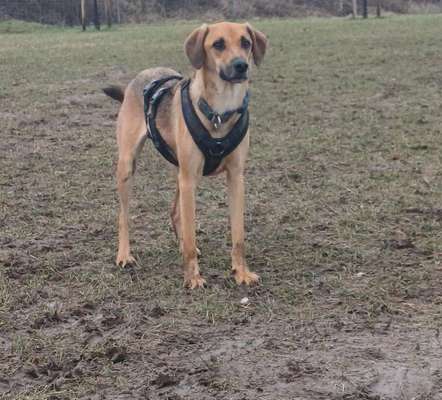 TierschutzhundeStammtisch🐕-Beitrag-Bild