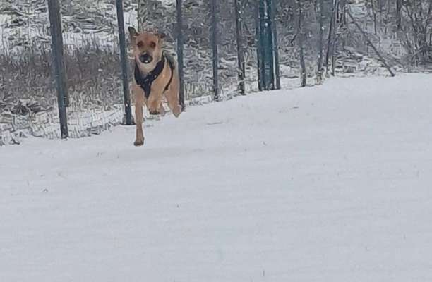TierschutzhundeStammtisch🐕-Beitrag-Bild