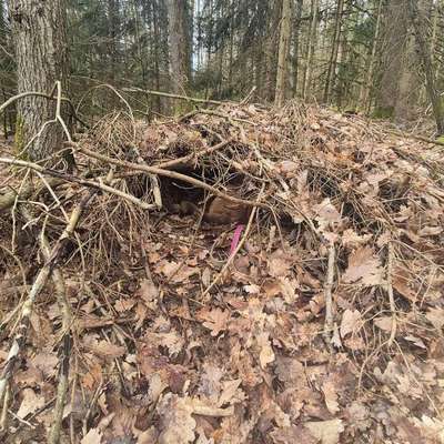 TierschutzhundeStammtisch🐕-Beitrag-Bild