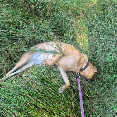 TierschutzhundeStammtisch🐕-Beitrag-Bild