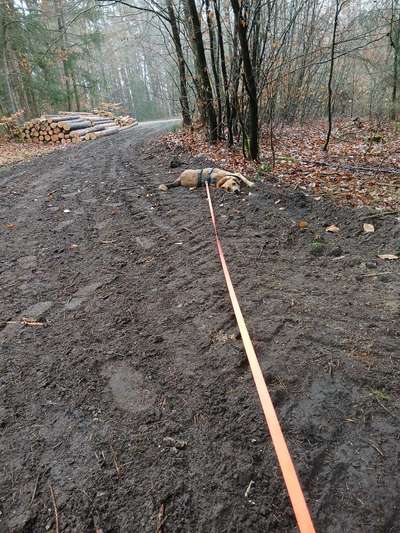 TierschutzhundeStammtisch🐕-Beitrag-Bild