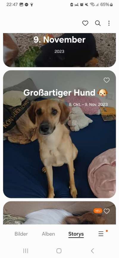 TierschutzhundeStammtisch🐕-Beitrag-Bild