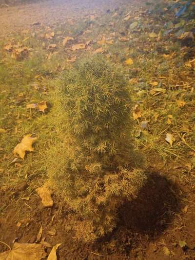 TierschutzhundeStammtisch🐕-Beitrag-Bild