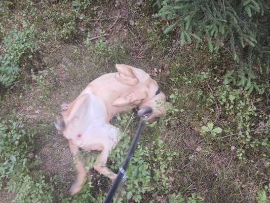 TierschutzhundeStammtisch🐕-Beitrag-Bild