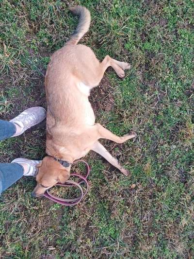 TierschutzhundeStammtisch🐕-Beitrag-Bild