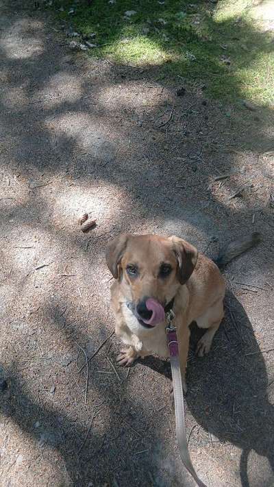 TierschutzhundeStammtisch🐕-Beitrag-Bild