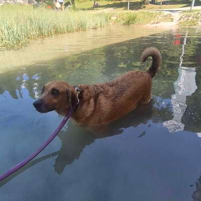 TierschutzhundeStammtisch🐕-Beitrag-Bild