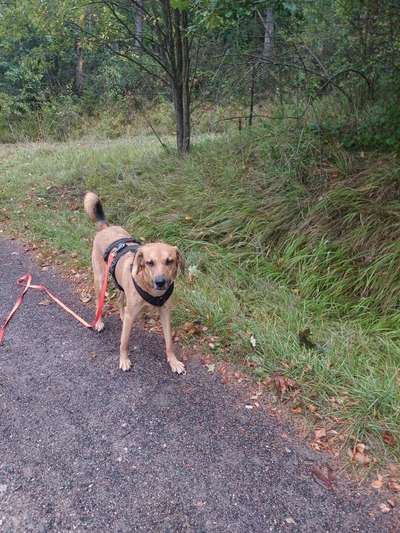 TierschutzhundeStammtisch🐕-Beitrag-Bild