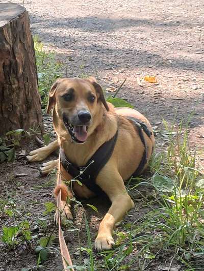 TierschutzhundeStammtisch🐕-Beitrag-Bild