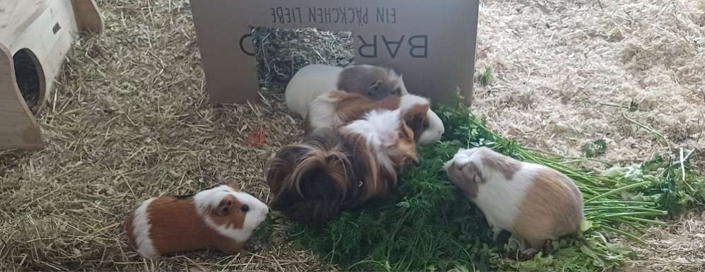 TierschutzhundeStammtisch🐕-Beitrag-Bild