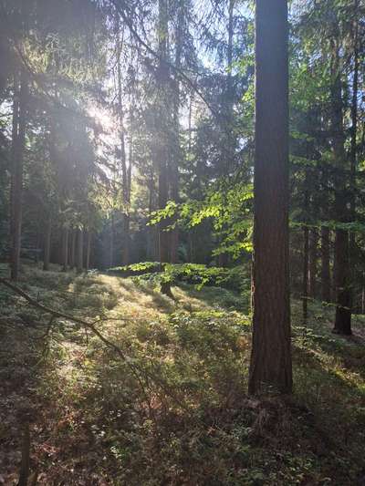 TierschutzhundeStammtisch🐕-Beitrag-Bild