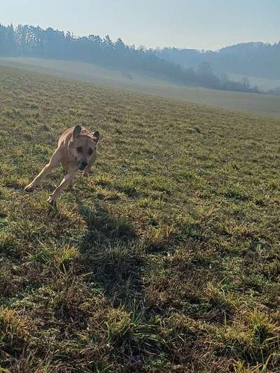 TierschutzhundeStammtisch🐕-Beitrag-Bild