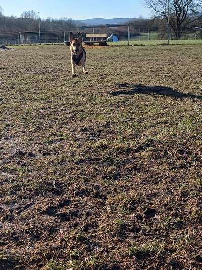 TierschutzhundeStammtisch🐕-Beitrag-Bild