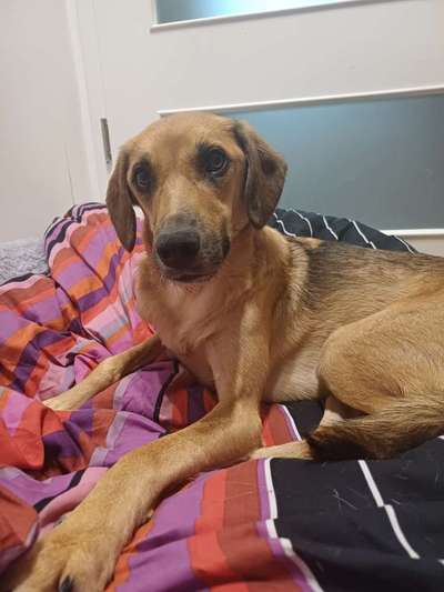 TierschutzhundeStammtisch🐕-Beitrag-Bild