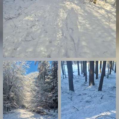 TierschutzhundeStammtisch🐕-Beitrag-Bild