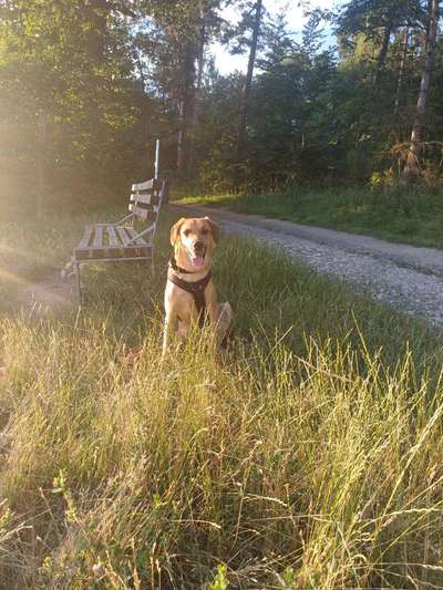 TierschutzhundeStammtisch🐕-Beitrag-Bild