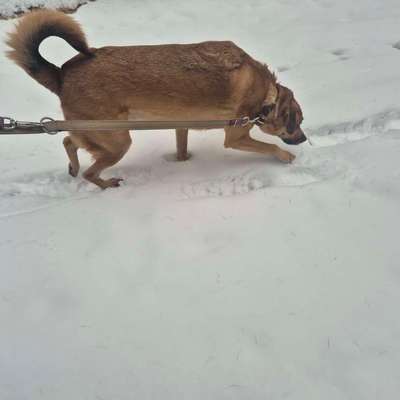 TierschutzhundeStammtisch🐕-Beitrag-Bild