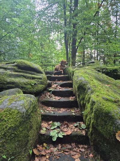 TierschutzhundeStammtisch🐕-Beitrag-Bild
