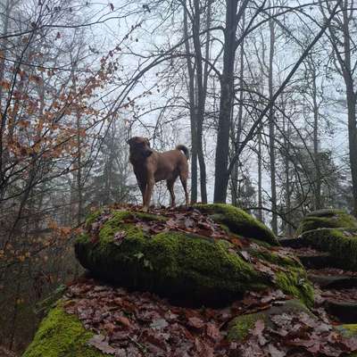 TierschutzhundeStammtisch🐕-Beitrag-Bild