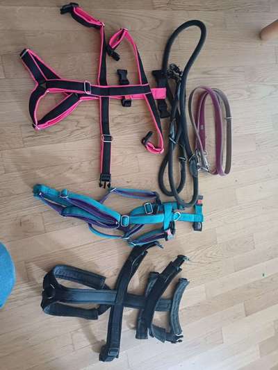 TierschutzhundeStammtisch🐕-Beitrag-Bild