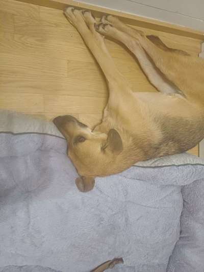 TierschutzhundeStammtisch🐕-Beitrag-Bild