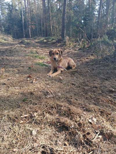TierschutzhundeStammtisch🐕-Beitrag-Bild