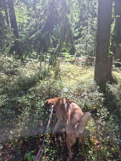 TierschutzhundeStammtisch🐕-Beitrag-Bild