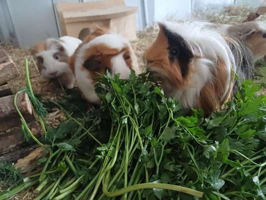 TierschutzhundeStammtisch🐕-Beitrag-Bild