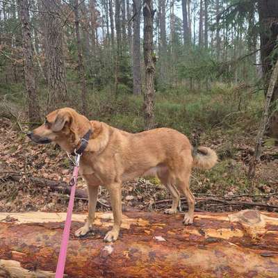 TierschutzhundeStammtisch🐕-Beitrag-Bild