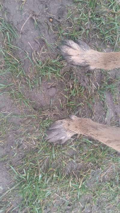 TierschutzhundeStammtisch🐕-Beitrag-Bild