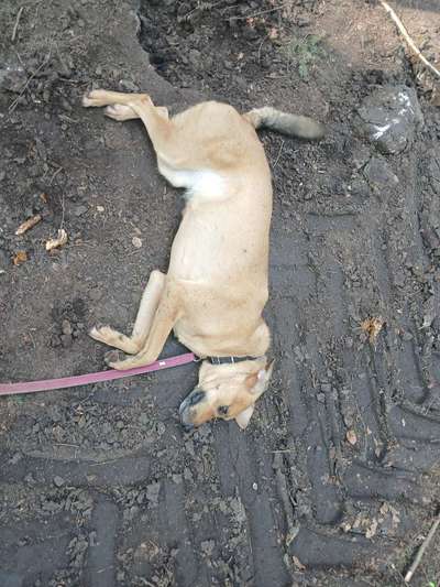 TierschutzhundeStammtisch🐕-Beitrag-Bild