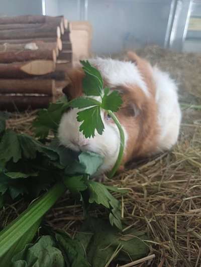 TierschutzhundeStammtisch🐕-Beitrag-Bild