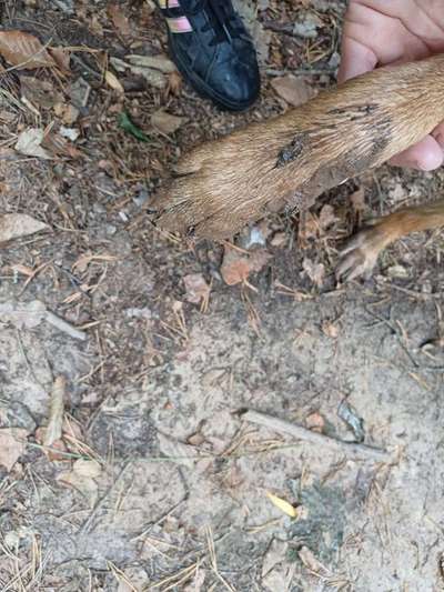 TierschutzhundeStammtisch🐕-Beitrag-Bild