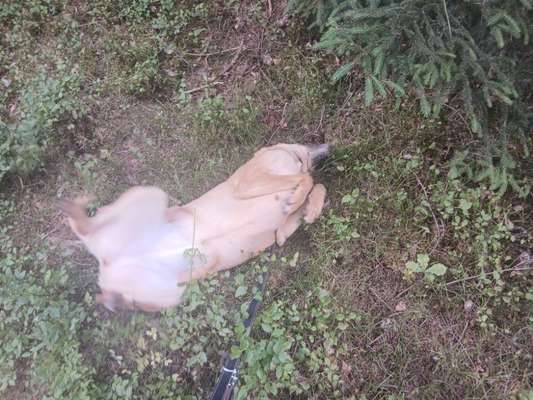 TierschutzhundeStammtisch🐕-Beitrag-Bild