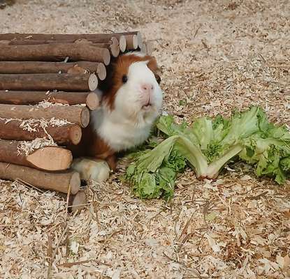 TierschutzhundeStammtisch🐕-Beitrag-Bild