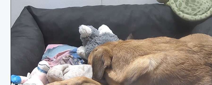 TierschutzhundeStammtisch🐕-Beitrag-Bild