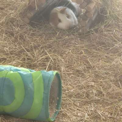 TierschutzhundeStammtisch🐕-Beitrag-Bild