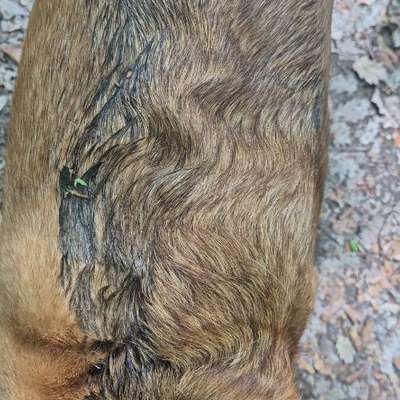 TierschutzhundeStammtisch🐕-Beitrag-Bild